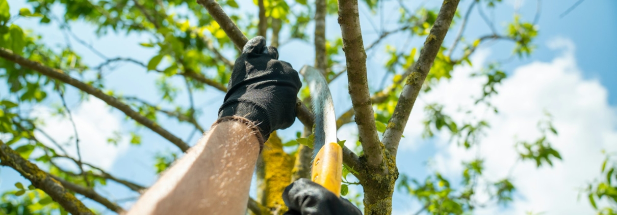 Tree Pruning