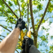 Tree Pruning