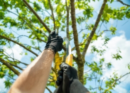 Tree Pruning
