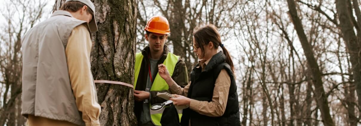 Tree Inspection