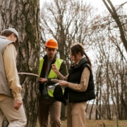 Tree Inspection