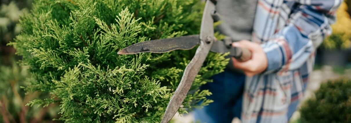 Tree Shaping