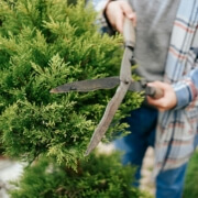Tree Shaping