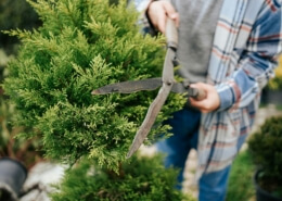 Tree Shaping