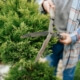 Tree Shaping