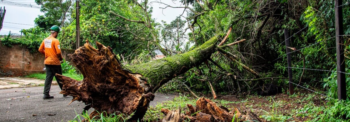 Tree Removal