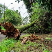 Tree Removal