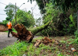 Tree Removal