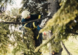 Tree Services