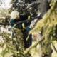 Tree Services
