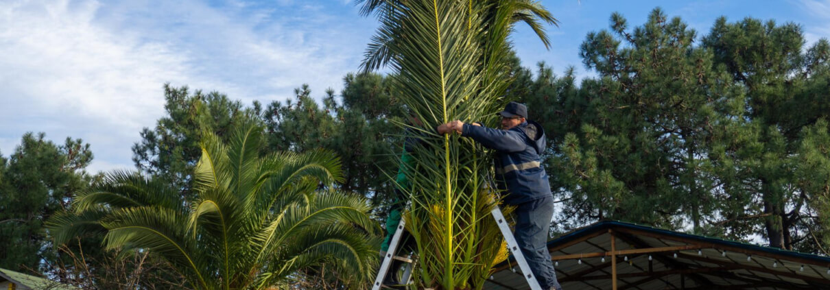 Palm Tree Trimming