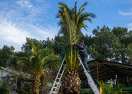 Palm Tree Trimming