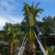 Palm Tree Trimming
