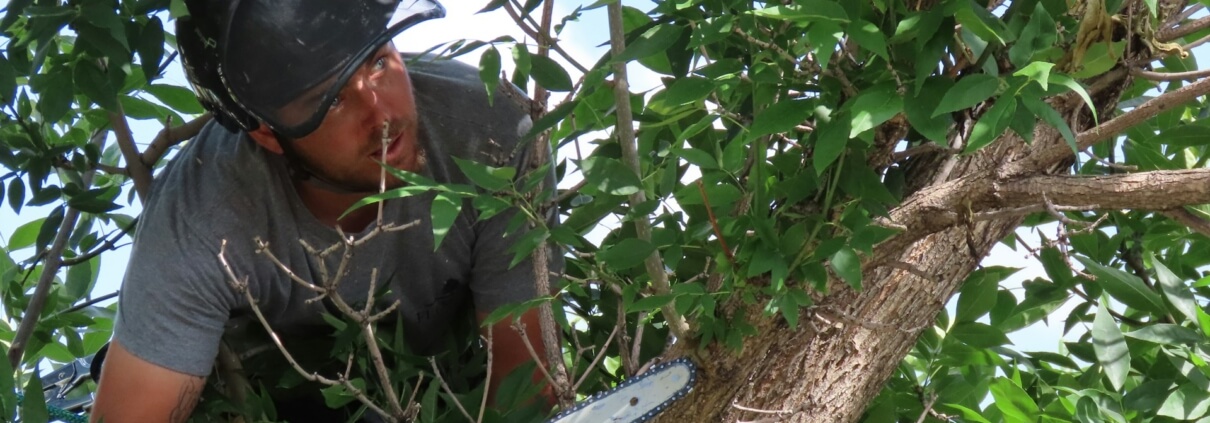 Tree Lopping