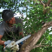 Tree Lopping