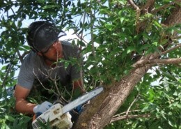 Tree Lopping