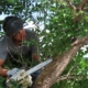 Tree Lopping