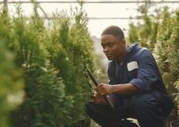 Tree Trimming