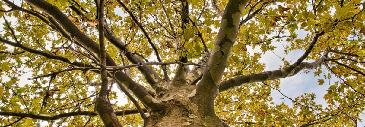 Tree Specialist