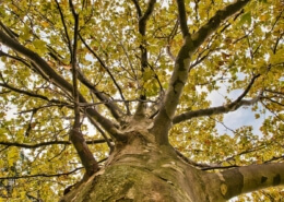 Tree Specialist