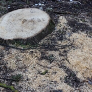 Stumps Tree Service