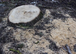 Stumps Tree Service