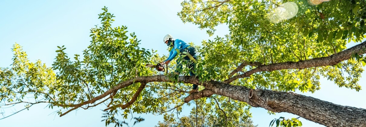 Tree Lopping