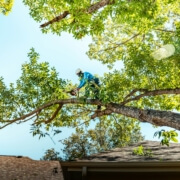 Tree Lopping
