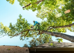 Tree Lopping