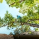 Tree Lopping