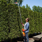 Tree Cutting Near Fences