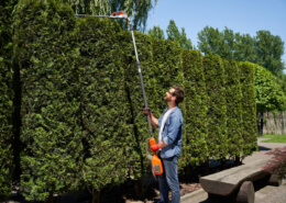Tree Cutting Near Fences