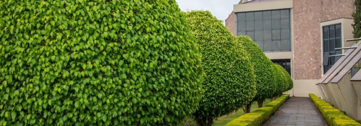 Tree Shaping