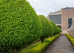 Tree Shaping