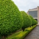 Tree Shaping