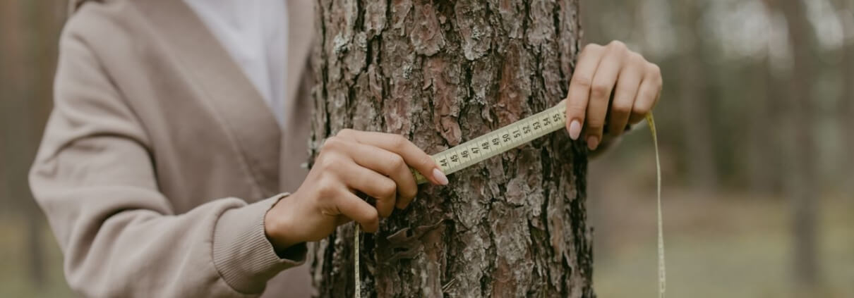 Tree Inspection