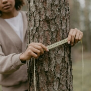 Tree Inspection