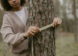 Tree Inspection