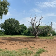 Clear Land