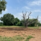 Clear Land