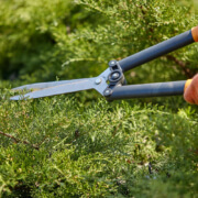 Tree Trimming