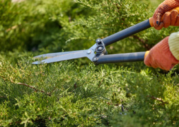 Tree Trimming