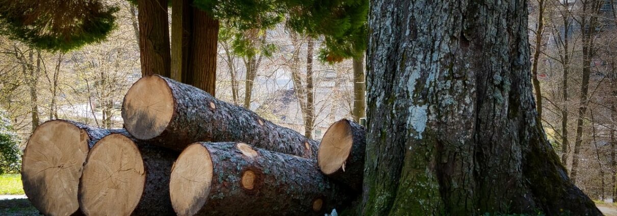 Tree Felling Practices