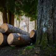 Tree Felling Practices