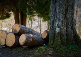 Tree Felling Practices