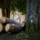 Tree Felling Practices
