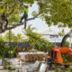 Guide to Tree Lopping for Summer Party Prep in Brisbane