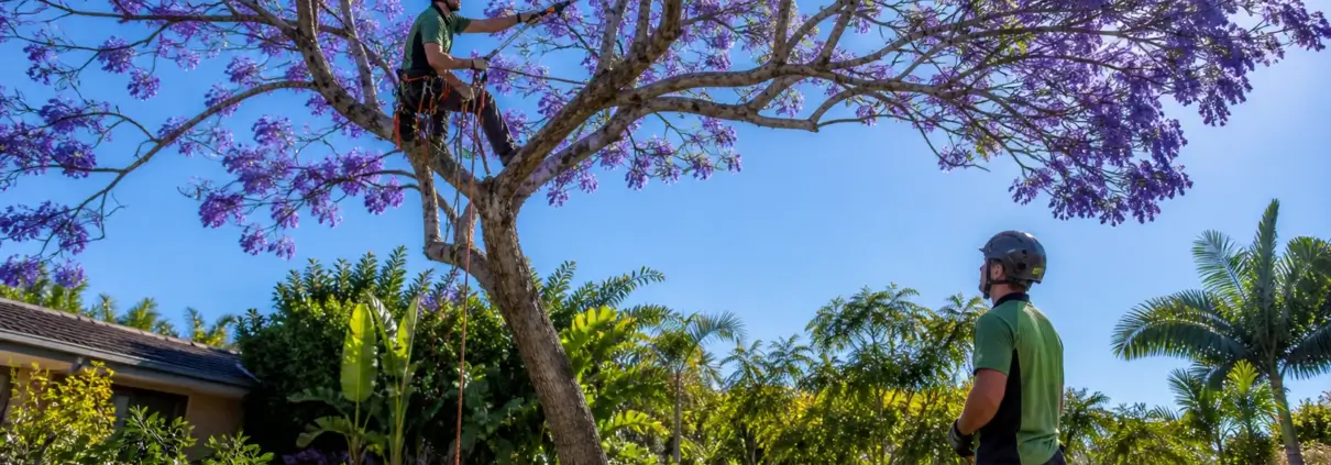 How Tree Pruning in Brisbane Affects Flowering Cycles