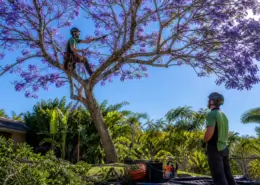 How Tree Pruning in Brisbane Affects Flowering Cycles