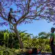 How Tree Pruning in Brisbane Affects Flowering Cycles